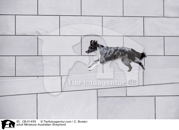 adult Miniature Australian Shepherd / CB-01459