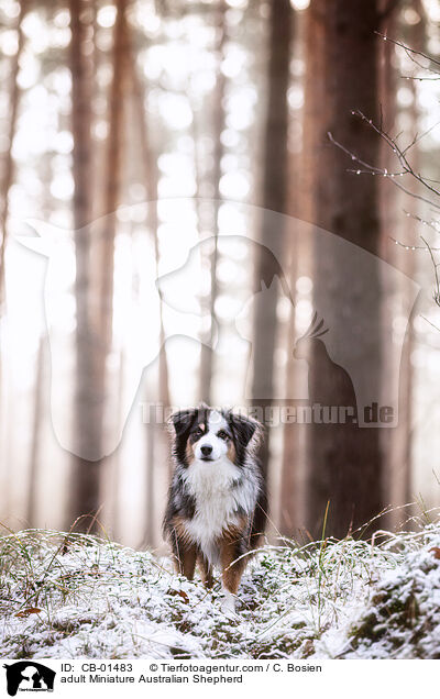 adult Miniature Australian Shepherd / CB-01483