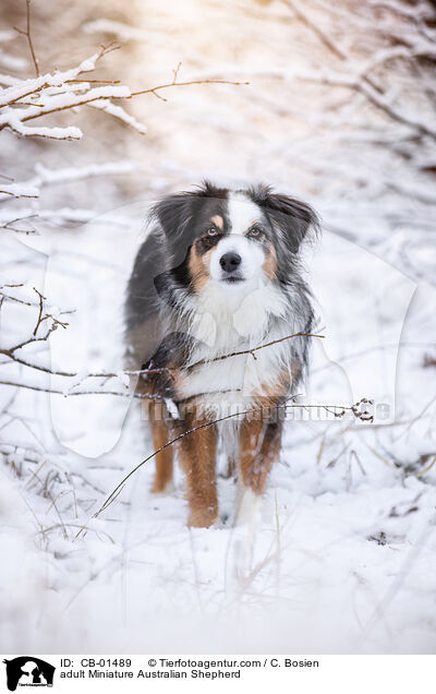 erwachsener Miniature Australian Shepherd / adult Miniature Australian Shepherd / CB-01489