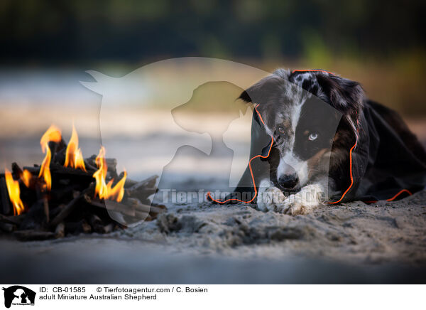 adult Miniature Australian Shepherd / CB-01585