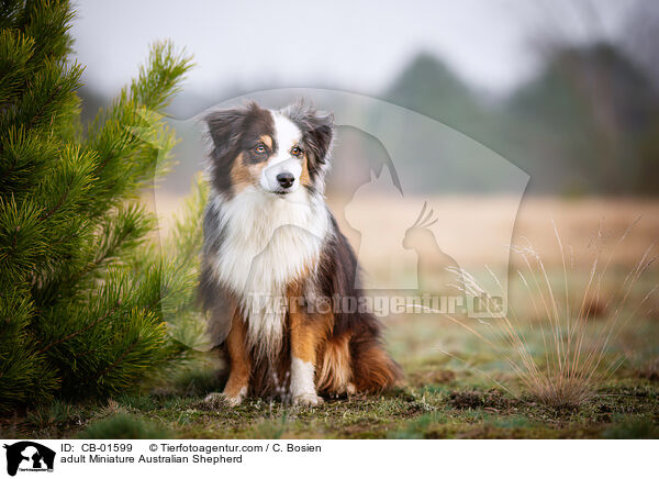 adult Miniature Australian Shepherd / CB-01599