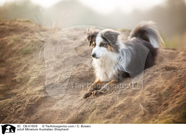 adult Miniature Australian Shepherd / CB-01609