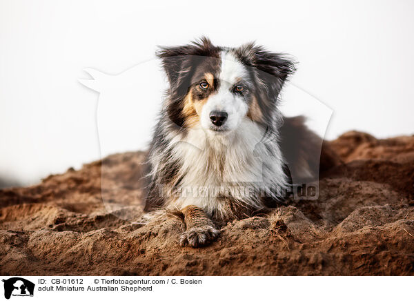 adult Miniature Australian Shepherd / CB-01612