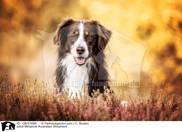 adult Miniature Australian Shepherd / CB-01696