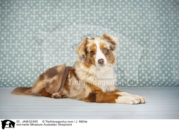 red-merle Miniature Australian Shepherd / JAM-02465