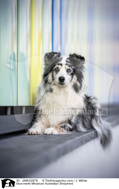 blue-merle Miniature Australian Shepherd / blue-merle Miniature Australian Shepherd / JAM-02879