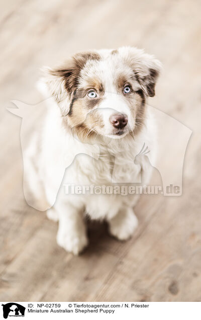 Miniature Australian Shepherd Puppy / NP-02759