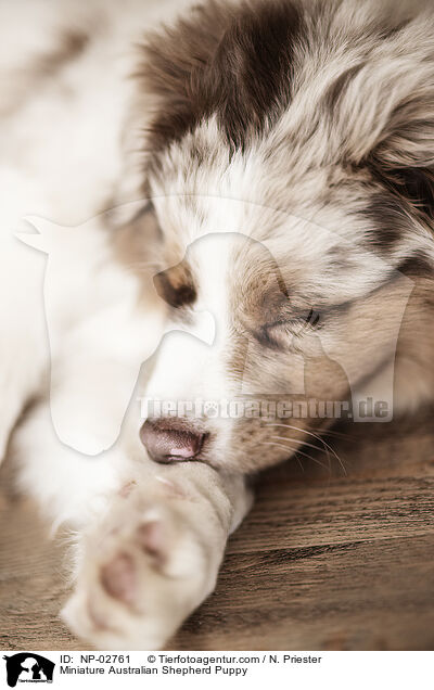 Miniature Australian Shepherd Puppy / NP-02761