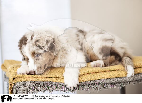 Miniature Australian Shepherd Puppy / NP-02763