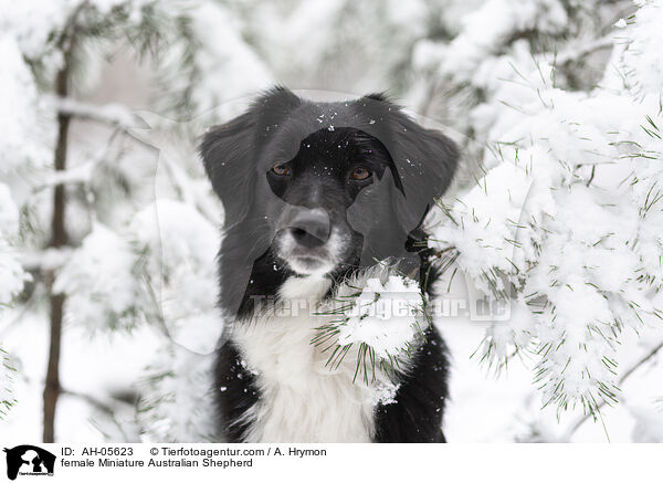 female Miniature Australian Shepherd / AH-05623