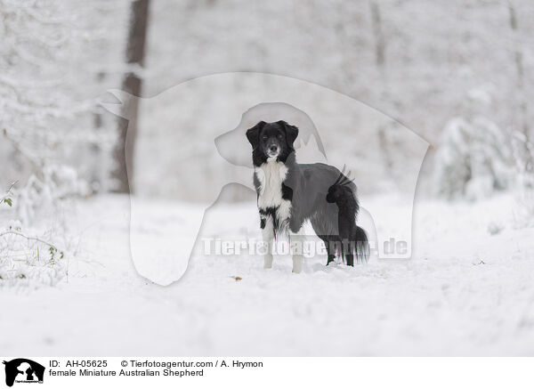 female Miniature Australian Shepherd / AH-05625