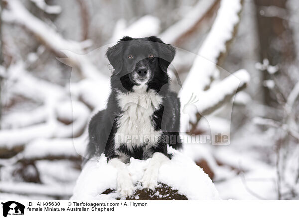 female Miniature Australian Shepherd / AH-05630