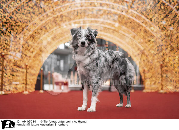 Miniature Australian Shepherd Hndin / female Miniature Australian Shepherd / AH-05634