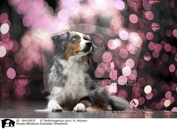 female Miniature Australian Shepherd / AH-05637
