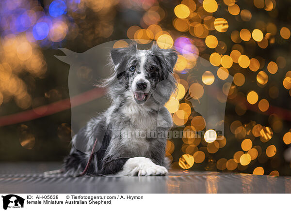 female Miniature Australian Shepherd / AH-05638