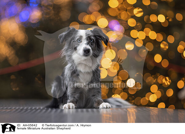 female Miniature Australian Shepherd / AH-05642