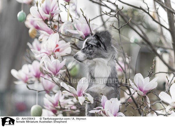 female Miniature Australian Shepherd / AH-05643
