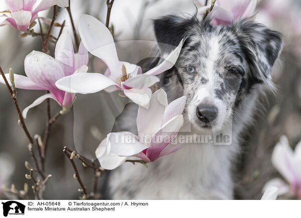 female Miniature Australian Shepherd / AH-05648