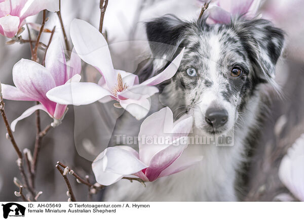 female Miniature Australian Shepherd / AH-05649