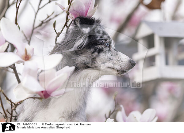 female Miniature Australian Shepherd / AH-05651