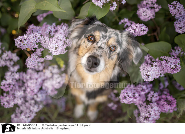 female Miniature Australian Shepherd / AH-05661