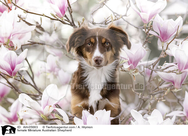 female Miniature Australian Shepherd / AH-05663