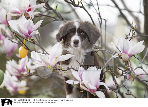 female Miniature Australian Shepherd / AH-05666