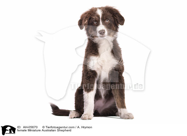 Miniature Australian Shepherd Hndin / female Miniature Australian Shepherd / AH-05670