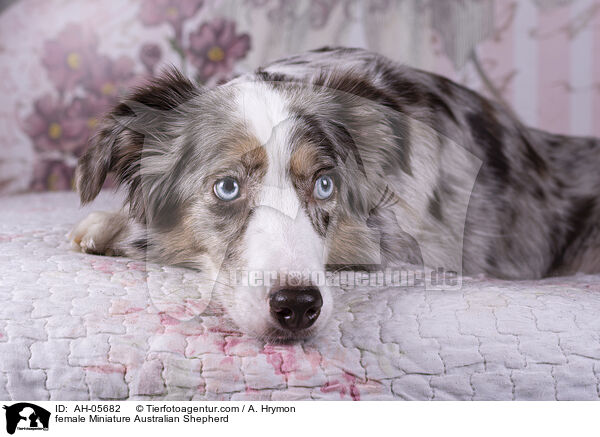 female Miniature Australian Shepherd / AH-05682