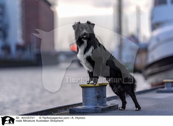 Miniature Australian Shepherd Rde / male Miniature Australian Shepherd / AH-05701