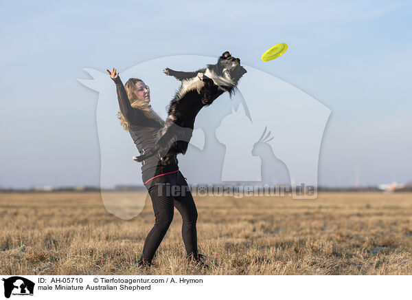 Miniature Australian Shepherd Rde / male Miniature Australian Shepherd / AH-05710