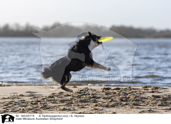 Miniature Australian Shepherd Rde / male Miniature Australian Shepherd / AH-05715