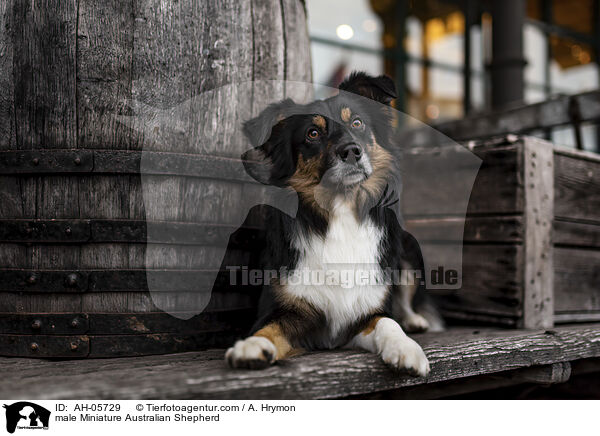 Miniature Australian Shepherd Rde / male Miniature Australian Shepherd / AH-05729