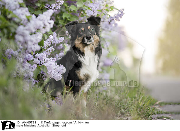 male Miniature Australian Shepherd / AH-05733