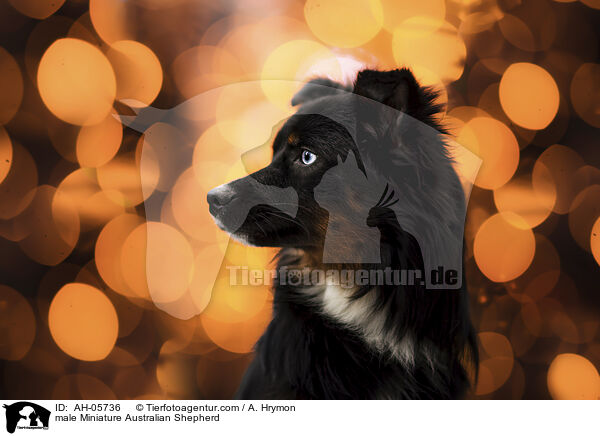 male Miniature Australian Shepherd / AH-05736