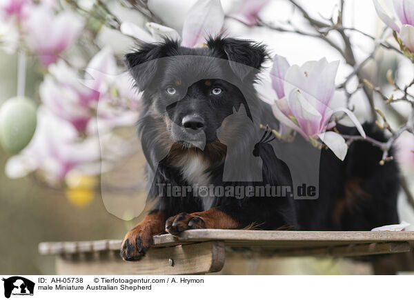 Miniature Australian Shepherd Rde / male Miniature Australian Shepherd / AH-05738