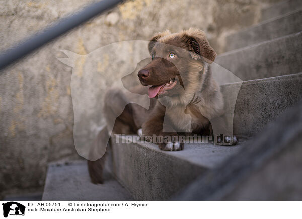 Miniature Australian Shepherd Rde / male Miniature Australian Shepherd / AH-05751