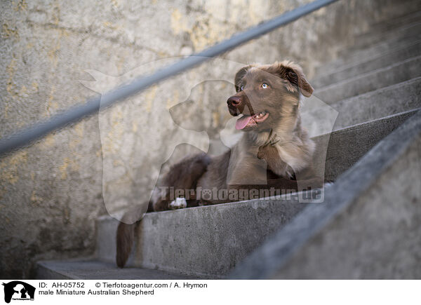 Miniature Australian Shepherd Rde / male Miniature Australian Shepherd / AH-05752