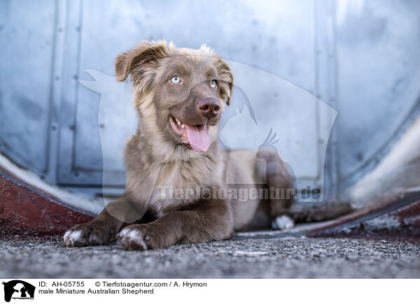 male Miniature Australian Shepherd / AH-05755