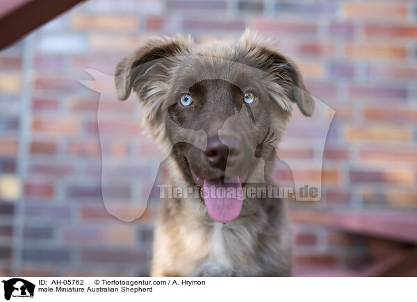 Miniature Australian Shepherd Rde / male Miniature Australian Shepherd / AH-05762