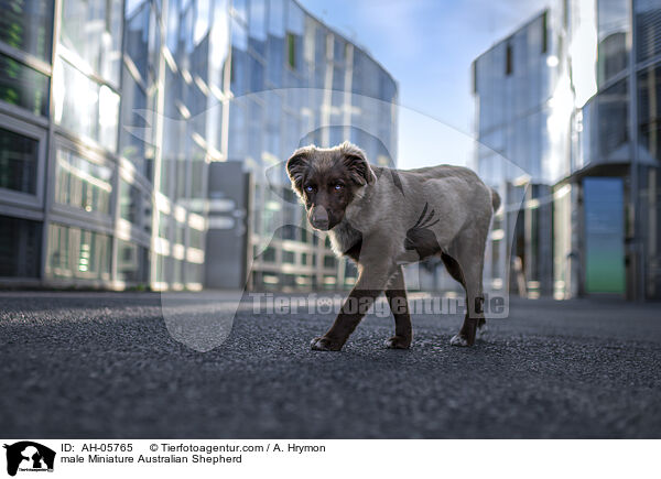 Miniature Australian Shepherd Rde / male Miniature Australian Shepherd / AH-05765