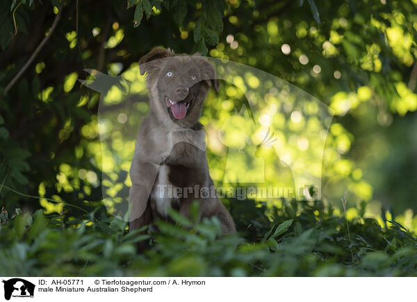 Miniature Australian Shepherd Rde / male Miniature Australian Shepherd / AH-05771