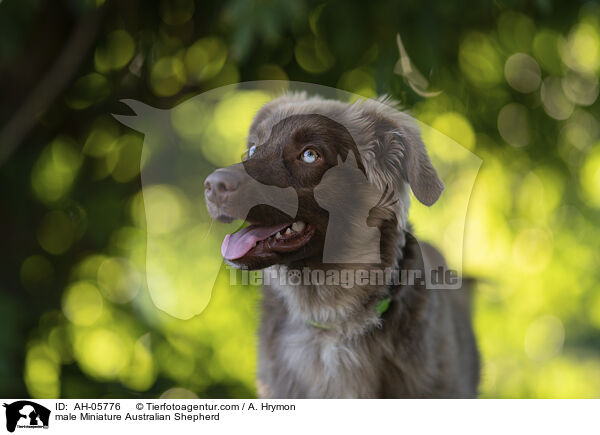 male Miniature Australian Shepherd / AH-05776