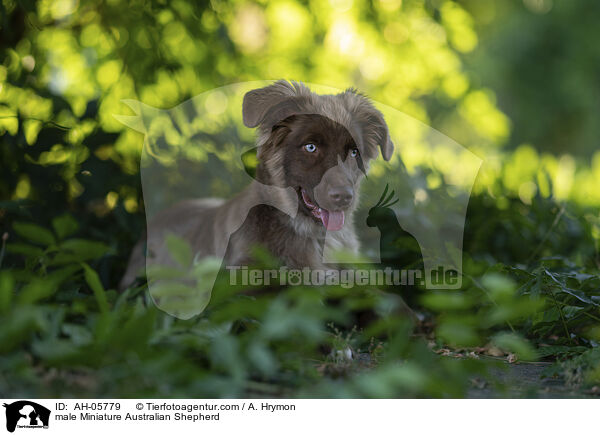 Miniature Australian Shepherd Rde / male Miniature Australian Shepherd / AH-05779