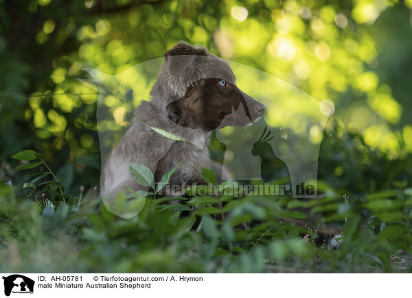 male Miniature Australian Shepherd / AH-05781