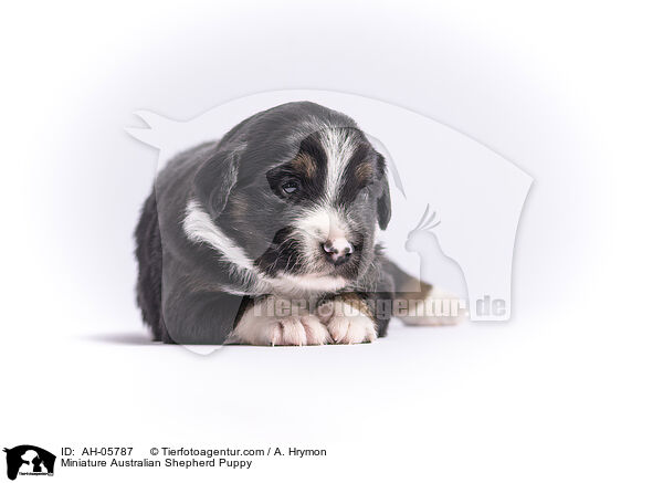 Miniature Australian Shepherd Welpe / Miniature Australian Shepherd Puppy / AH-05787