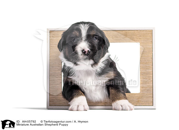 Miniature Australian Shepherd Puppy / AH-05792