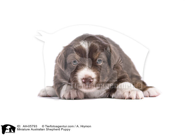 Miniature Australian Shepherd Puppy / AH-05793