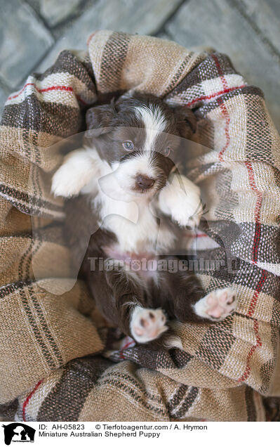 Miniature Australian Shepherd Puppy / AH-05823