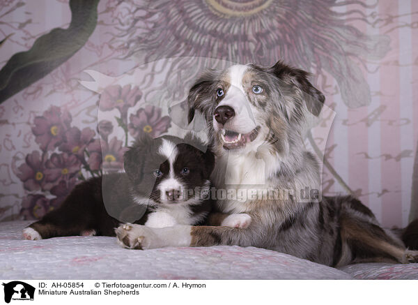 Miniature Australian Shepherds / Miniature Australian Shepherds / AH-05854
